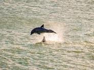 Dolphin play time