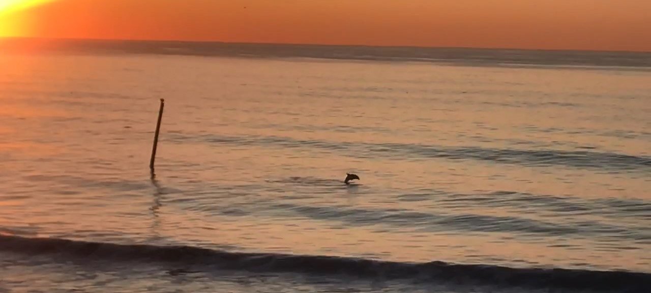 Baby Dolphin play time