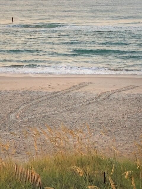 Loggerhead turtle nesting tracks