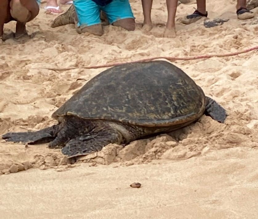 Loggerhead release 